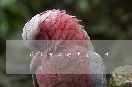 信用卡逾期才会起诉 信用卡逾期才会起诉