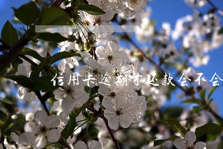 信用卡逾期才还款会不会黑名单 信用卡逾期才还款会不会黑名单