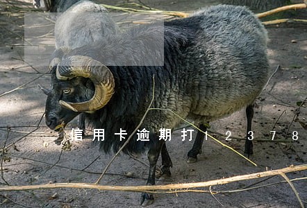 信用卡逾期打12378 信用卡逾期打12378