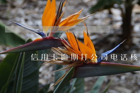 信用卡逾期打公司电话核实 信用卡逾期打公司电话核实