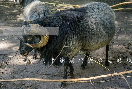 信用卡逾期打到公司好烦