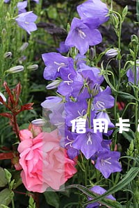 信用卡逾期打到公司电话怎么办 信用卡逾期打到公司电话怎么办