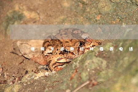 信用卡逾期打村委会电话合法吗 信用卡逾期打村委会电话合法吗