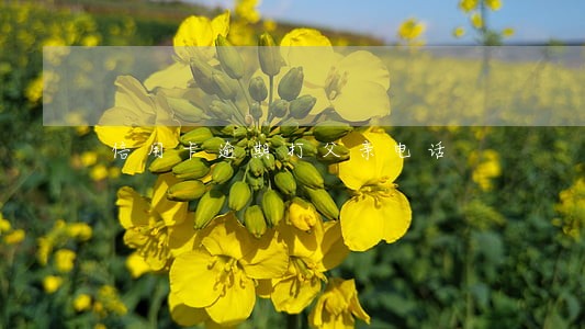 信用卡逾期打父亲电话