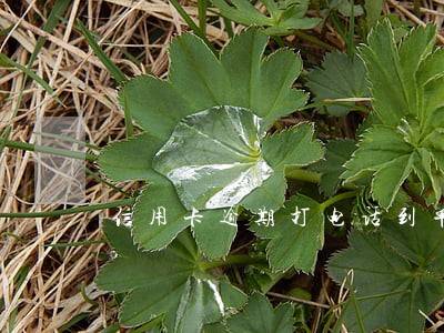 信用卡逾期打电话到单位合法 信用卡逾期打电话到单位合法