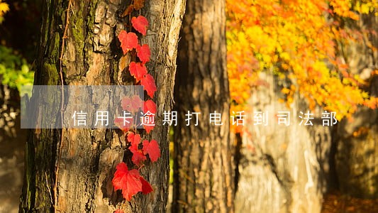 信用卡逾期打电话到司法部
