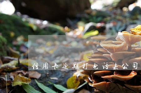 信用卡逾期打电话去公司 信用卡逾期打电话去公司
