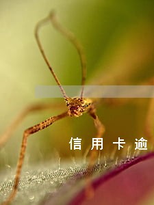 信用卡逾期打电话叫去协商怎么办 信用卡逾期打电话叫去协商怎么办
