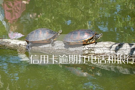 信用卡逾期打电话和银行协商 信用卡逾期打电话和银行协商