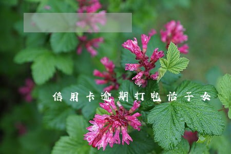 信用卡逾期打电话子女 信用卡逾期打电话子女