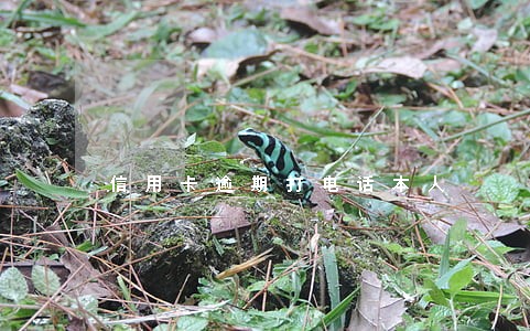 信用卡逾期打电话本人 信用卡逾期打电话本人