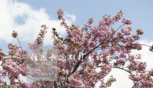 信用卡逾期打电话来了怎么办 信用卡逾期打电话来了怎么办