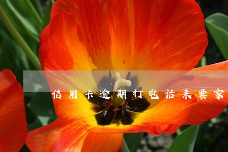 信用卡逾期打电话来要家人电话