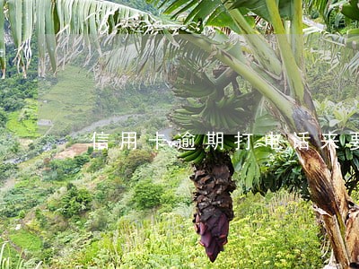 信用卡逾期打电话来要接吗 信用卡逾期打电话来要接吗