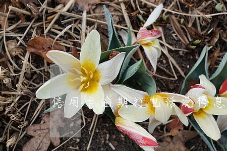 信用卡逾期打电话说停息挂账 信用卡逾期打电话说停息挂账
