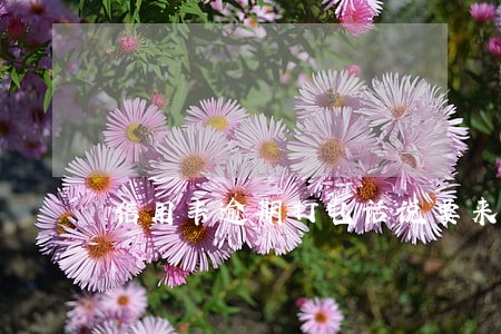 信用卡逾期打电话说要来家里