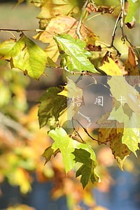 信用卡逾期打电话说要诉讼
