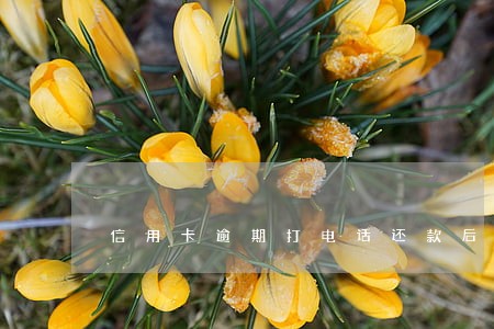 信用卡逾期打电话还款后还不起来