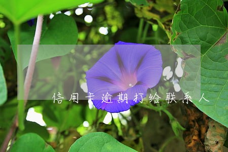 信用卡逾期打给联系人 信用卡逾期打给联系人
