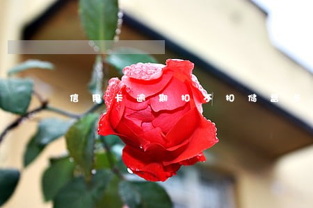 信用卡逾期扣不扣储蓄卡