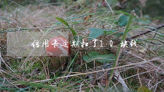 信用卡逾期扣了10块钱