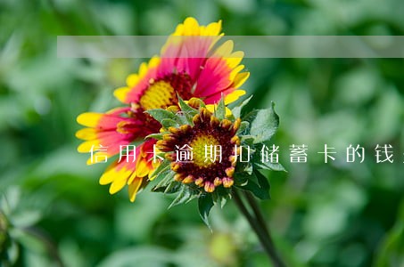 信用卡逾期扣储蓄卡的钱是人为吗 信用卡逾期扣储蓄卡的钱是人为吗