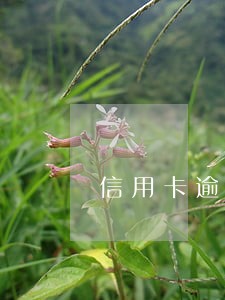 信用卡逾期扣其他卡 信用卡逾期扣其他卡