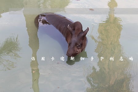 信用卡逾期扣多少利息吗