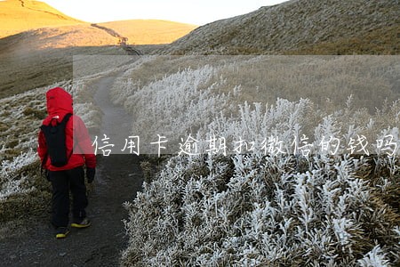 信用卡逾期扣微信的钱吗 信用卡逾期扣微信的钱吗