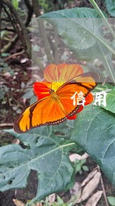 信用卡逾期扣款怎么要回 信用卡逾期扣款怎么要回