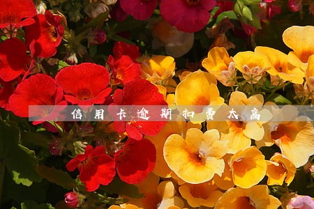 信用卡逾期扣费太高 信用卡逾期扣费太高