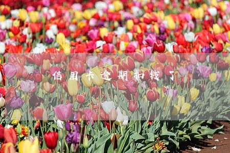 信用卡逾期扣钱了 信用卡逾期扣钱了