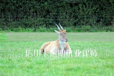 信用卡逾期执业律师 信用卡逾期执业律师