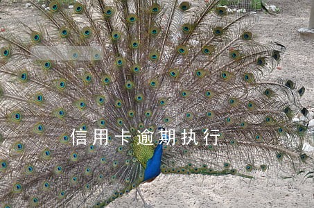信用卡逾期执行 信用卡逾期执行