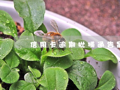 信用卡逾期批捕通告是由谁发 信用卡逾期批捕通告是由谁发