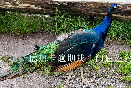 信用卡逾期找上门后还会来吗