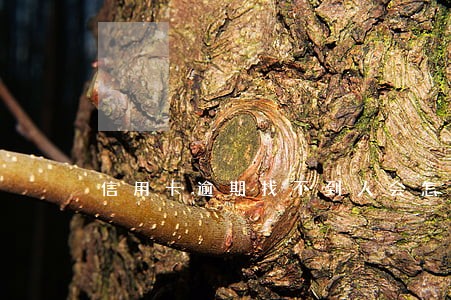 信用卡逾期找不到人会怎么样 信用卡逾期找不到人会怎么样