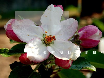 信用卡逾期找专业机构协商 信用卡逾期找专业机构协商