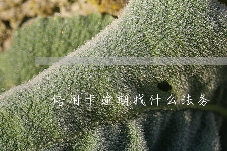 信用卡逾期找什么法务