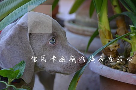 信用卡逾期找债务重组公司 信用卡逾期找债务重组公司