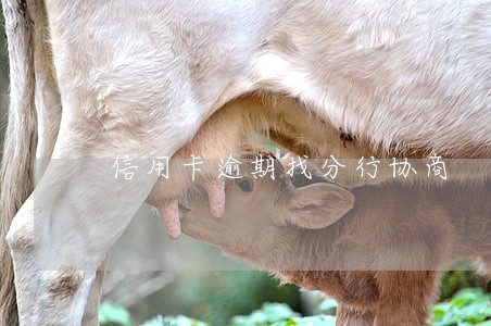 信用卡逾期找分行协商 信用卡逾期找分行协商
