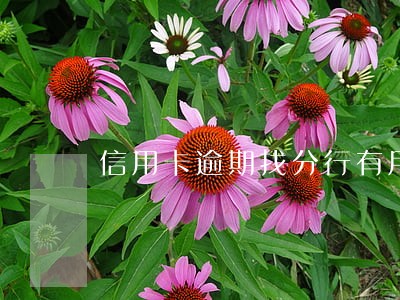 信用卡逾期找分行有用吗