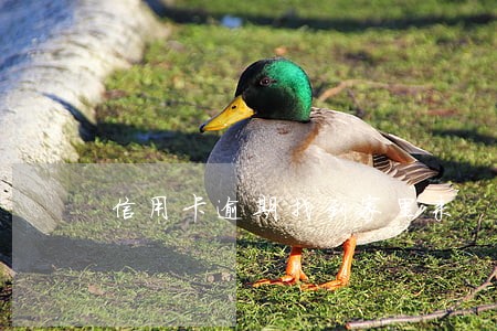 信用卡逾期找到家里来 信用卡逾期找到家里来