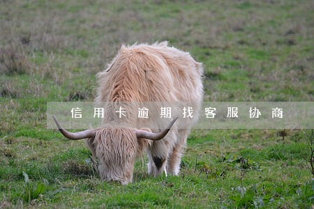 信用卡逾期找客服协商