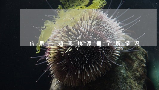 信用卡逾期找家里了解情况 信用卡逾期找家里了解情况