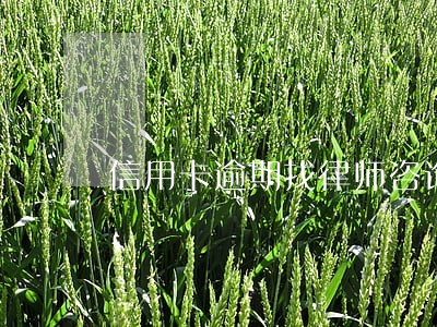 信用卡逾期找律师咨询 信用卡逾期找律师咨询