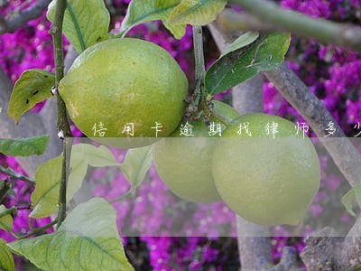 信用卡逾期找律师多少钱 信用卡逾期找律师多少钱