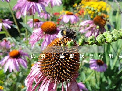信用卡逾期找总行解决步骤 信用卡逾期找总行解决步骤