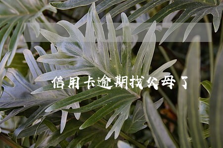 信用卡逾期找父母了