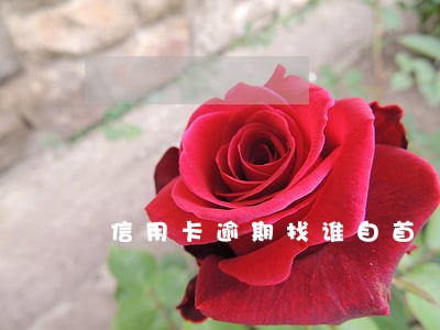 信用卡逾期找谁自首 信用卡逾期找谁自首